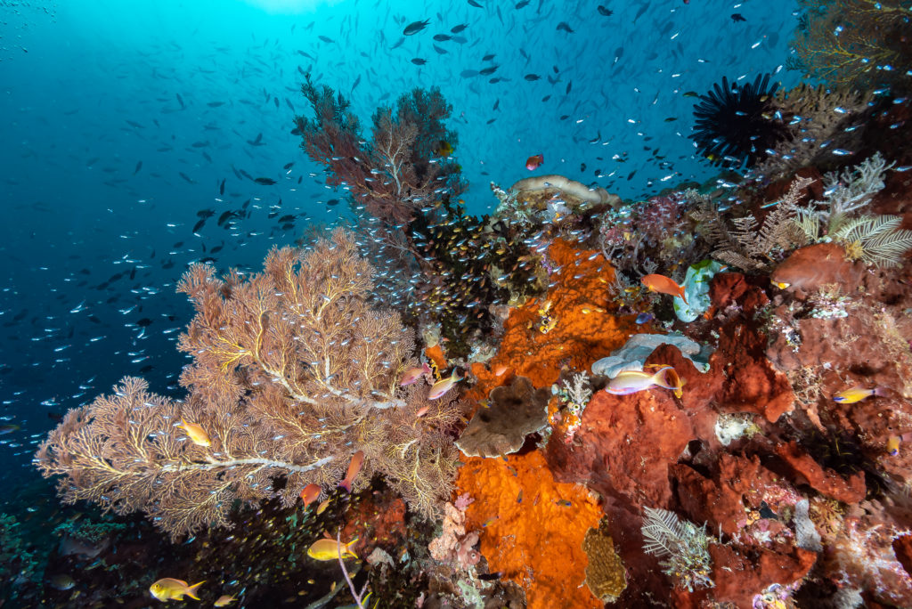 corallo duro e molle a raja ampat