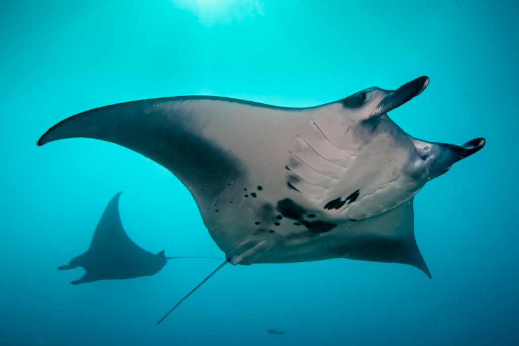 MANTA VOLTEGGIA SOPRA IL MANTA POINT DI MOOFUSHI CORNER